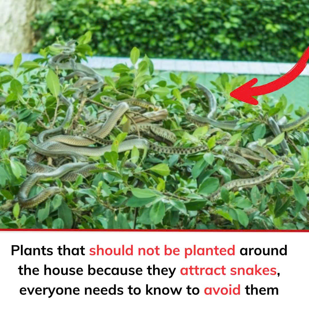 Plants That Should Not Be Planted Around The House V 483 41 Hot News plants-that-should-not-be-planted-around-the-house-v-483-41-hot-news